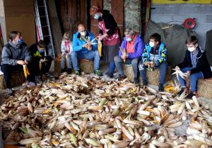 LIČKANJE KORUZE V IVANJEM SELU 04 FOTO LJUBO VUKELIČ